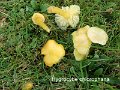 Hygrocybe chlorophana-amf968